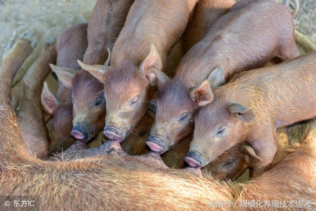 吃补硒拉肚子（拉肚子吃补锌的是什么意思）-硒宝网