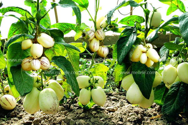 补硒药用价值（补硒药品的价格查询）-硒宝网