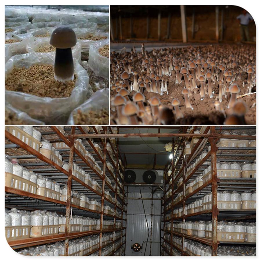 补硒社会痛点(补硒工程是什么)-硒宝网