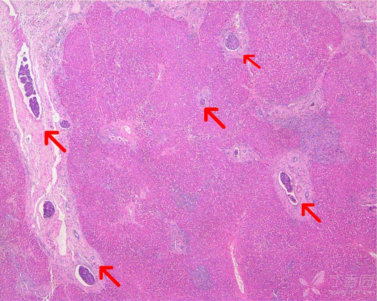 黄硒素怎么补(黄硒素多少钱)-硒宝网
