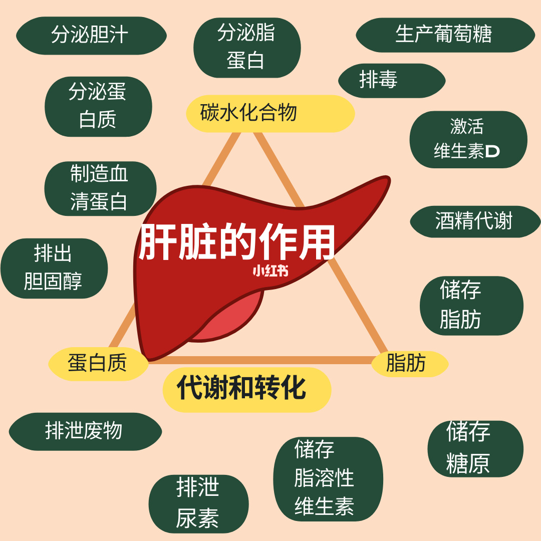 如何补硒养肝（补硒肝脏）-硒宝网