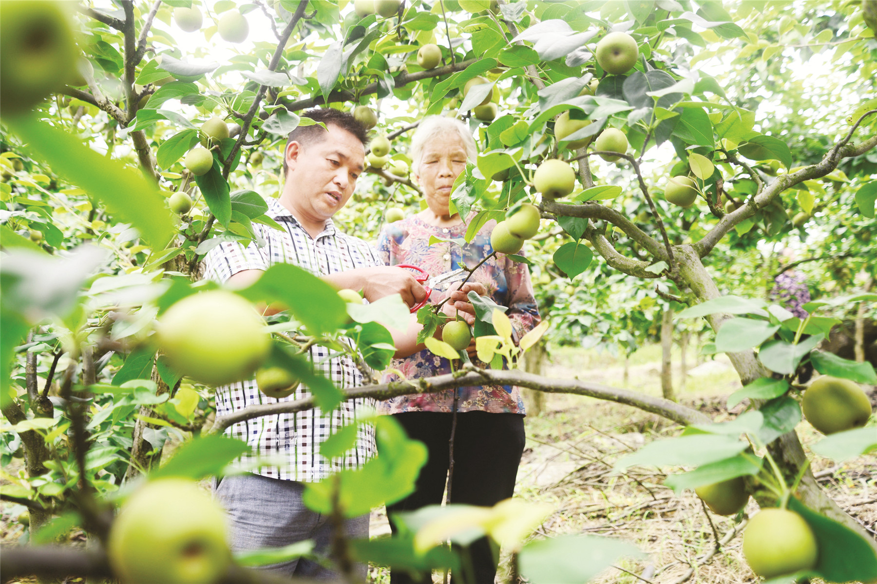 梨可以补硒吗(硒梨吃了什么好)-硒宝网