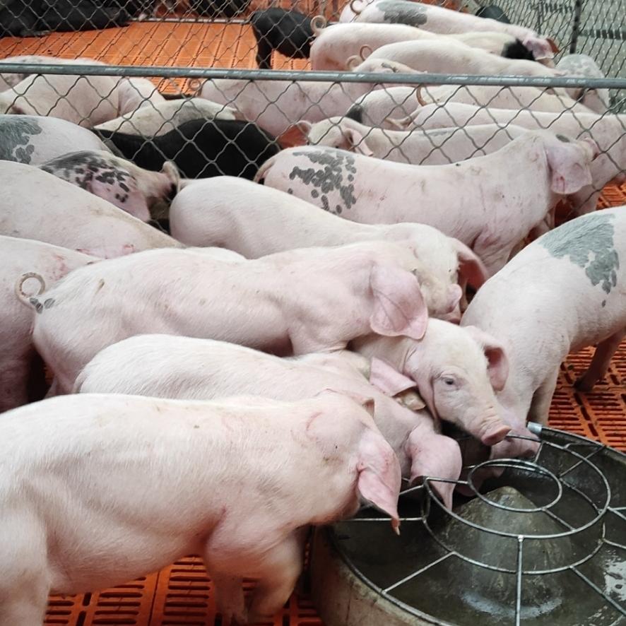 猪仔补硒e针(仔猪补硒的作用)-硒宝网