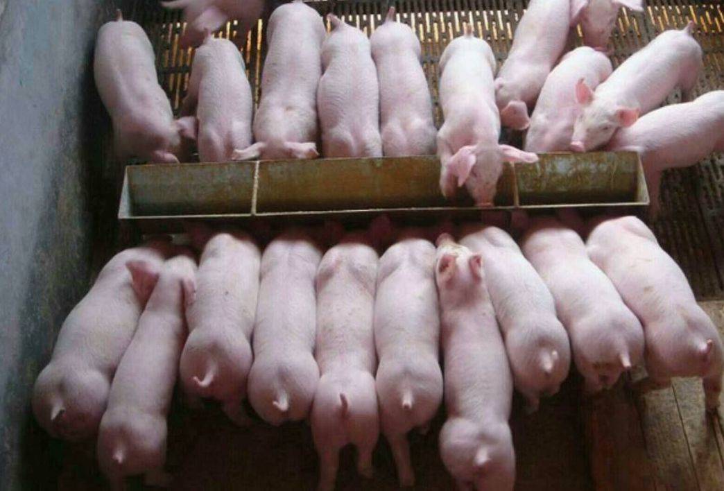 猪仔补硒e针(仔猪补硒的作用)-硒宝网