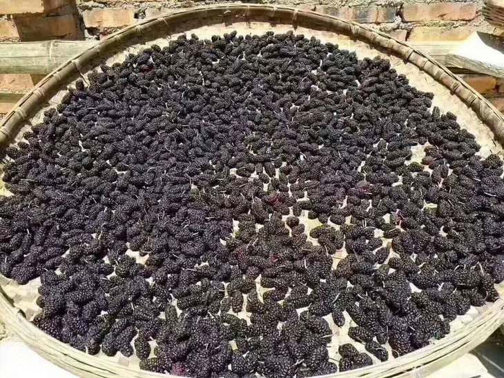 干桑葚能补硒（桑葚干能补气吗）-硒宝网