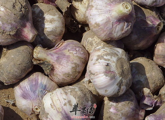 硒不能乱补吧（能补硒的食物有哪些）-硒宝网