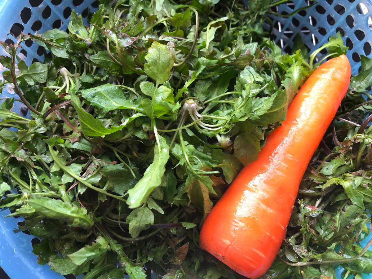 食道癌 补硒(癌症补硒)-硒宝网