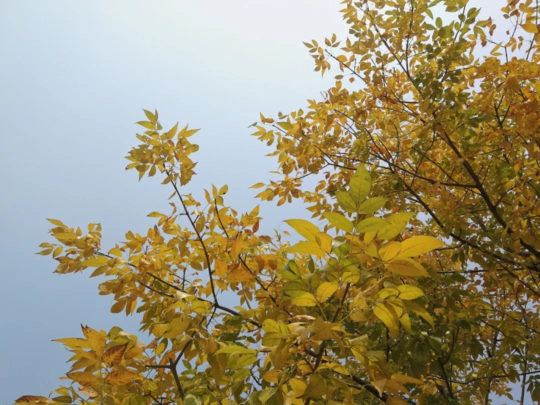 补硒防脱发吗(补硒对脱发有效果吗)-硒宝网