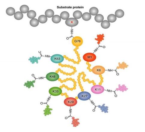 羊需要补硒吗(羊补硒用什么药了)-硒宝网