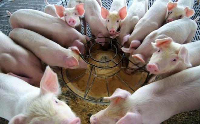出生仔猪补硒(补出生仔猪硒怎么补)-硒宝网