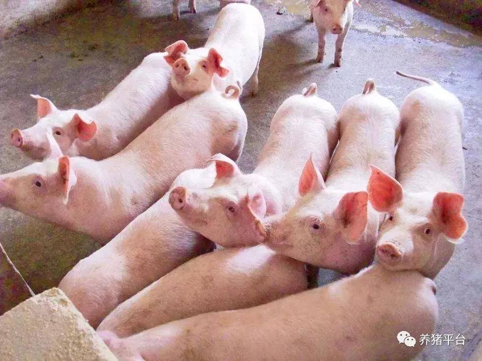 出生仔猪补硒(补出生仔猪硒怎么补)-硒宝网