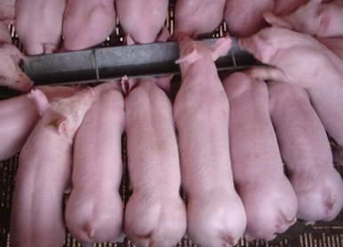 出生仔猪补硒(补出生仔猪硒怎么补)-硒宝网