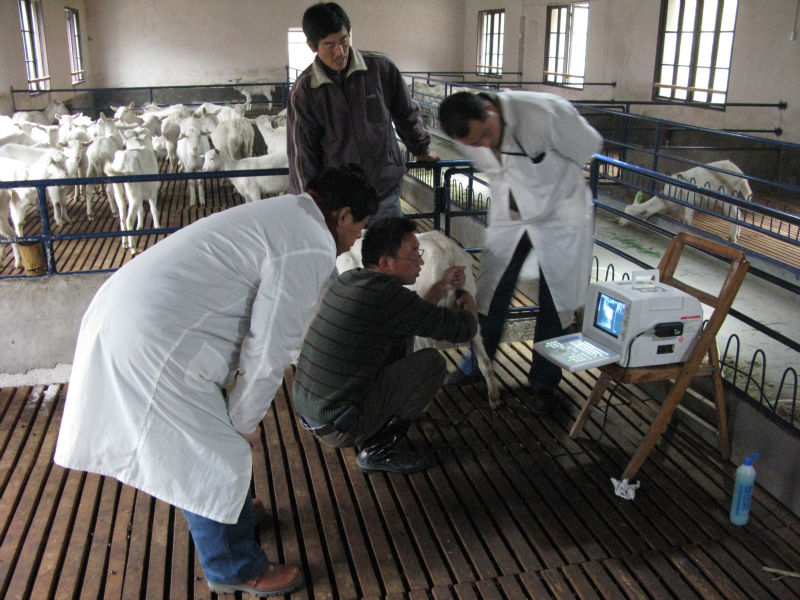 羊需要补硒吗(大羊补硒一次补多少)-硒宝网