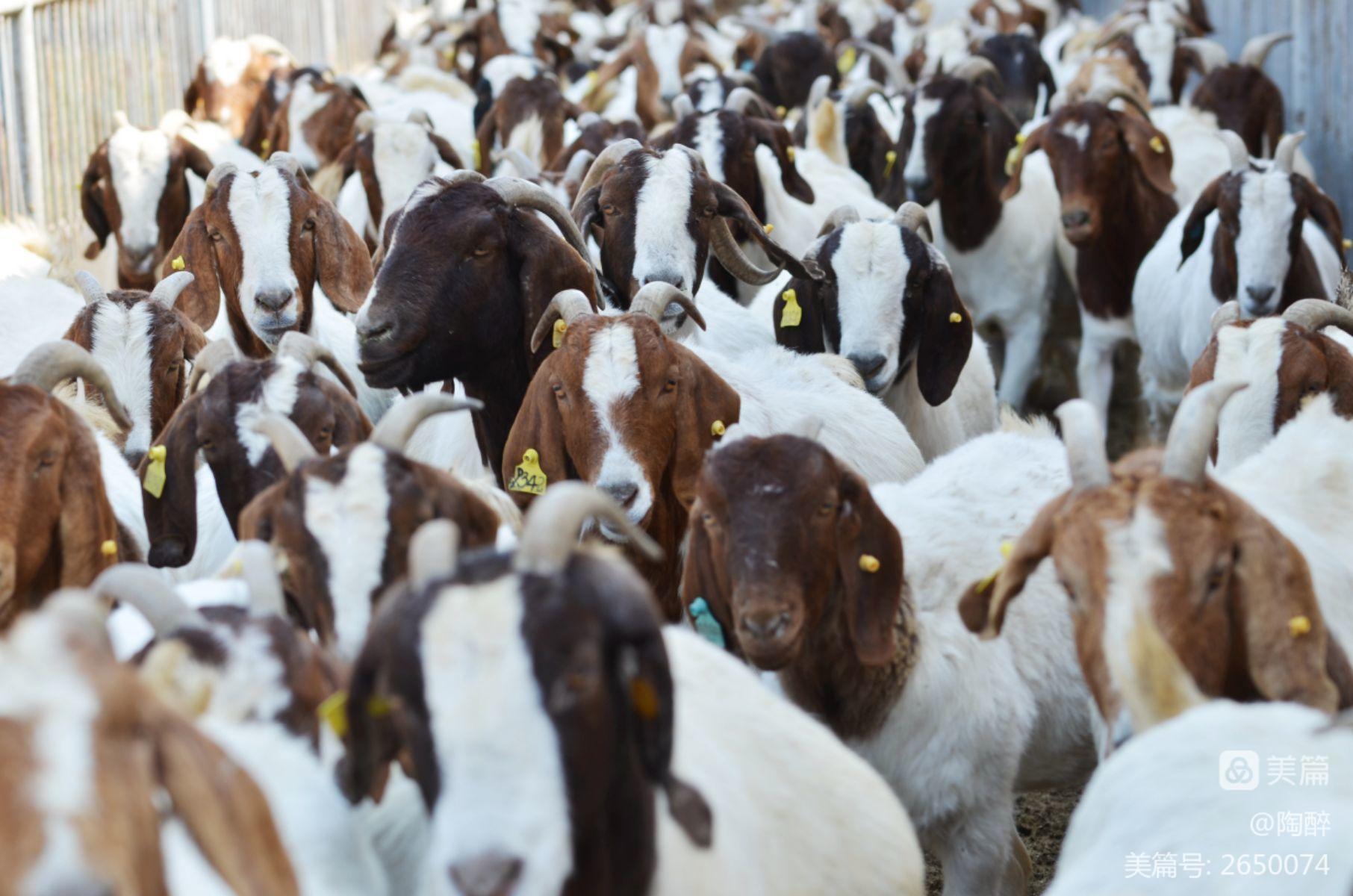 羊需要补硒吗(大羊补硒一次补多少)-硒宝网