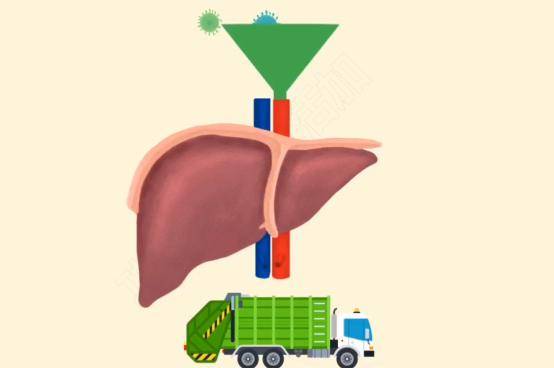 补硒养肝方法(补硒对肝的作用)-硒宝网