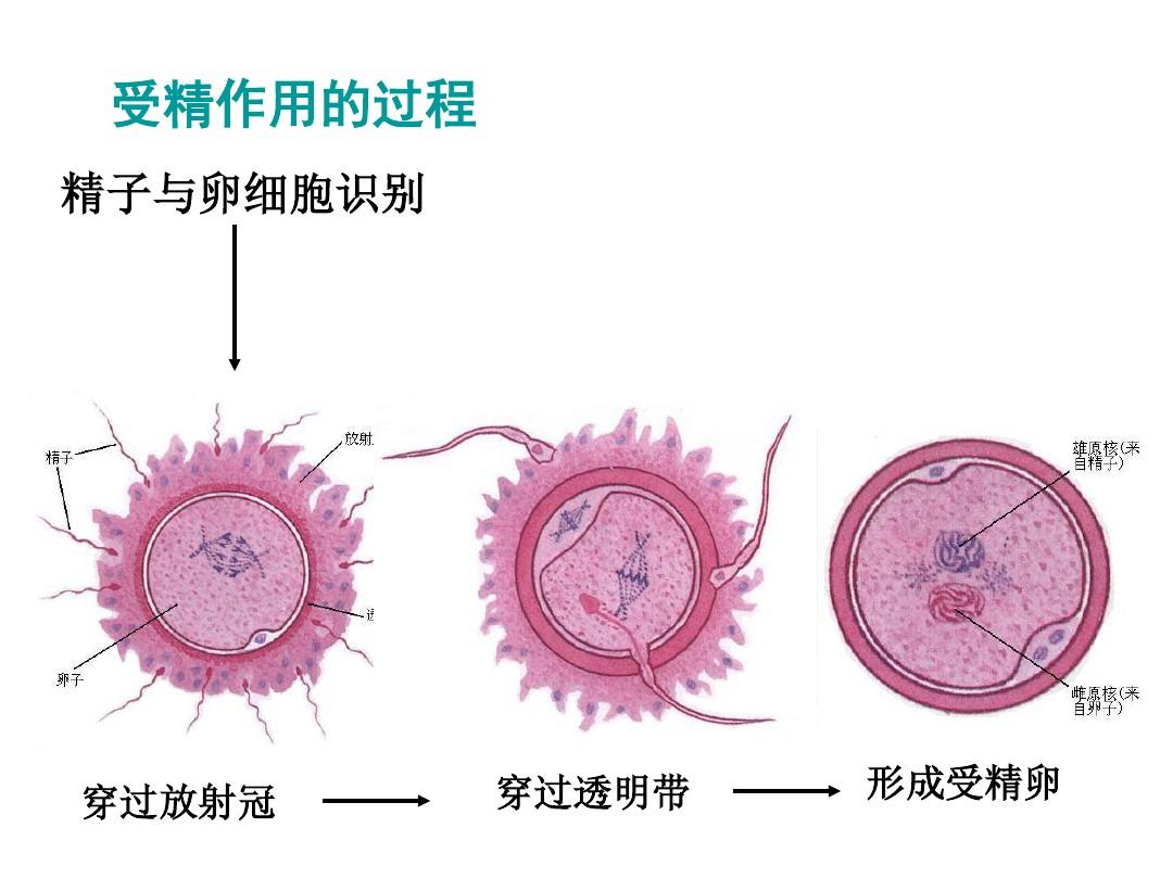 孕期要补硒吗(怀孕补硒)-硒宝网