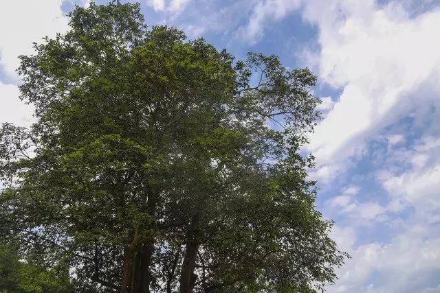 补硒茶的做法（补硒茶有哪些）-硒宝网