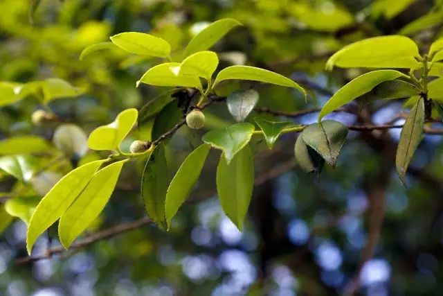 补硒茶的做法（补硒茶有哪些）-硒宝网