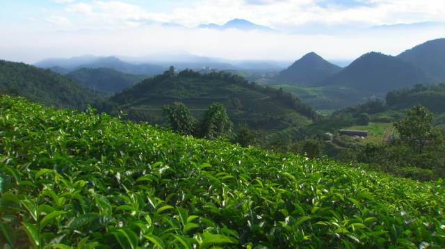 补硒茶的做法（补硒茶有哪些）-硒宝网
