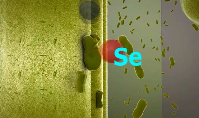 补硒茶的做法（补硒茶有哪些）-硒宝网