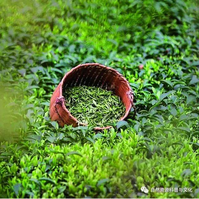 牛缺硒什么补(牛缺硒有什么症状)-硒宝网