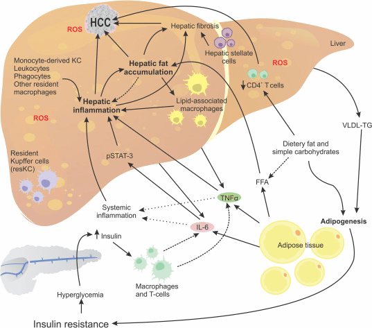 万物皆可补硒(补硒的东西)-硒宝网