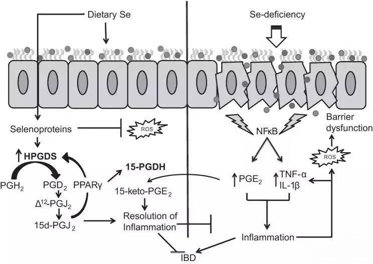补硒的维生素（补充维生素硒的药品）-硒宝网