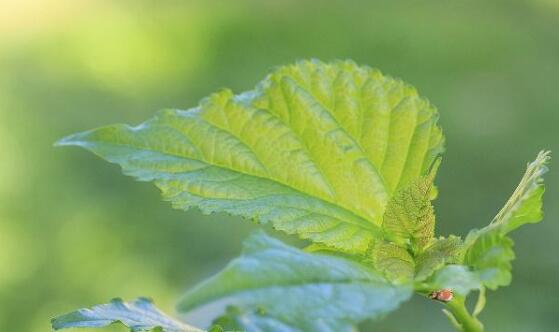 补硒的糖尿病（补硒对糖尿病的作用）-硒宝网