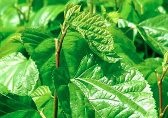 补硒的糖尿?。ú刮蕴悄虿〉淖饔茫?硒宝网