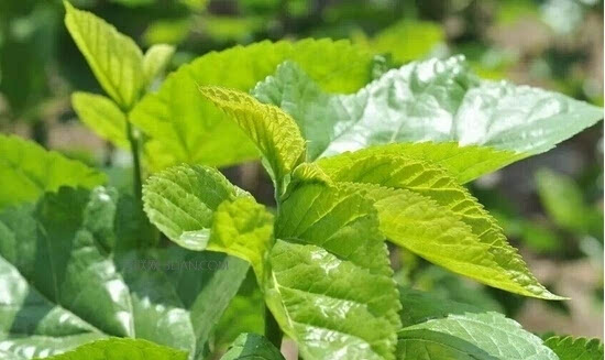 补硒的糖尿?。ú刮蕴悄虿〉淖饔茫?硒宝网