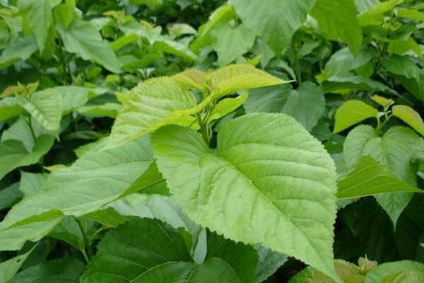 补硒的糖尿?。ú刮蕴悄虿〉淖饔茫?硒宝网