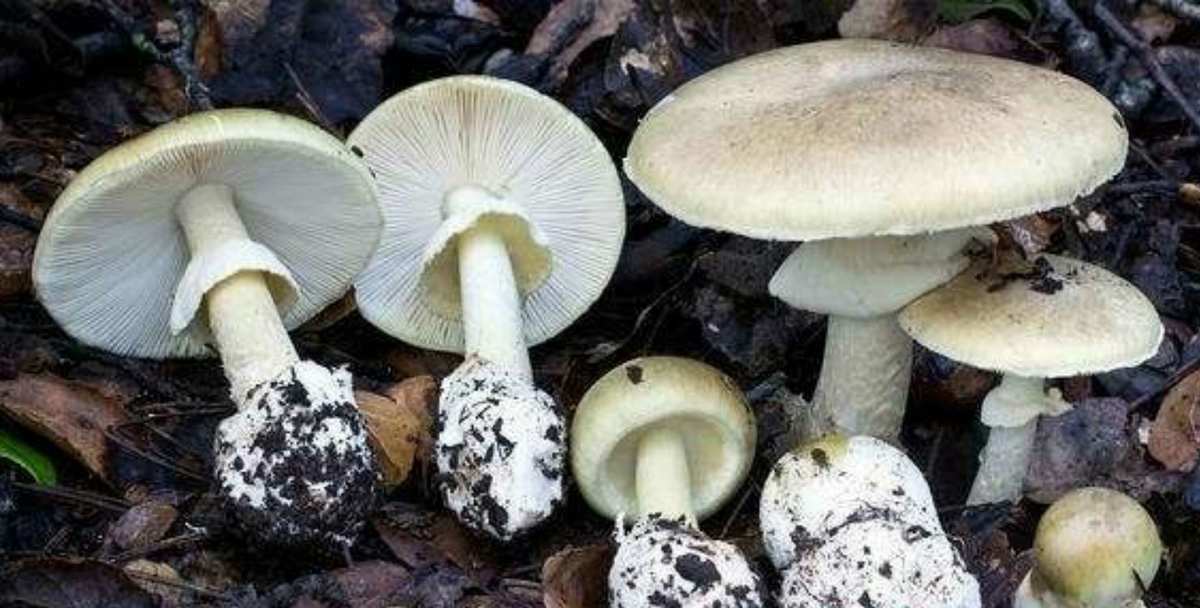 姬松茸补硒吗（富硒姬松茸）-硒宝网