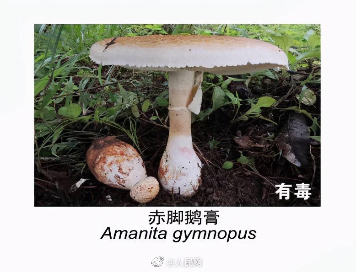 姬松茸补硒吗（富硒姬松茸）-硒宝网