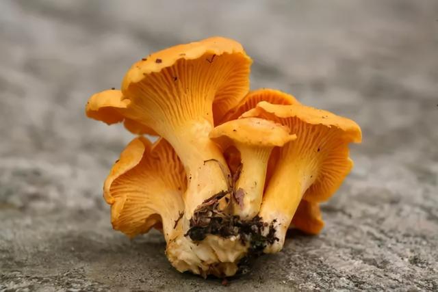 中国补硒协会补硒推荐量（中国营养协会推荐补硒量）-硒宝网