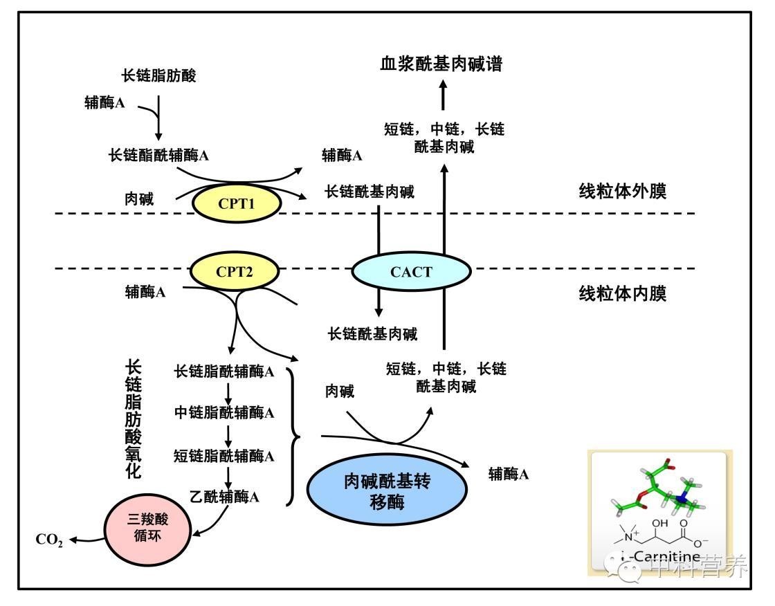 补硒治糖尿?。ú刮蕴悄虿〉淖饔茫?硒宝网