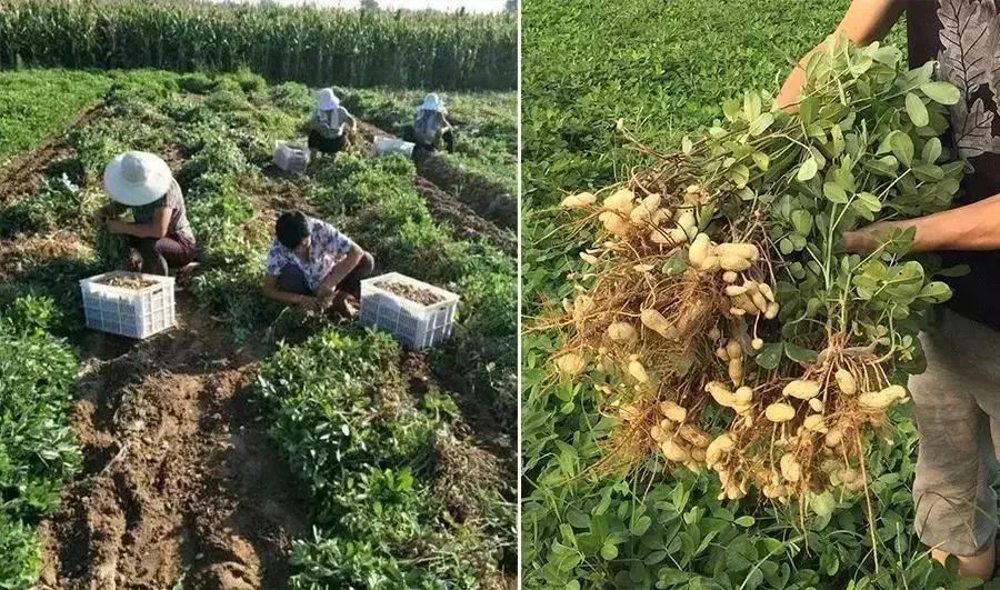 每天补一粒硒(每天补硒后肝脏变化案例)-硒宝网