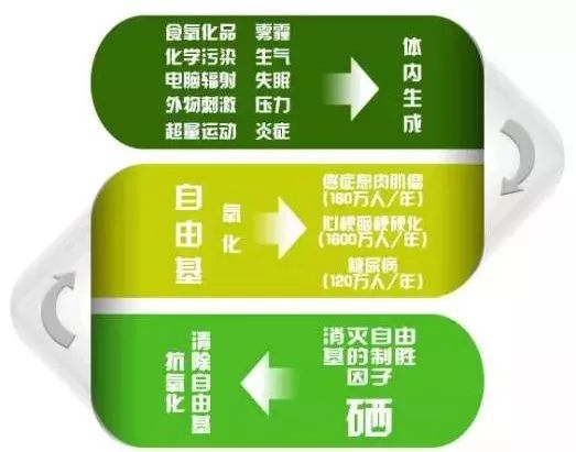 吃怎么能补硒(硒能随便补吗)-硒宝网