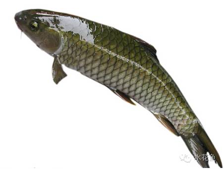 补镁锌硒的药(补硒锌镁的药有什么)-硒宝网