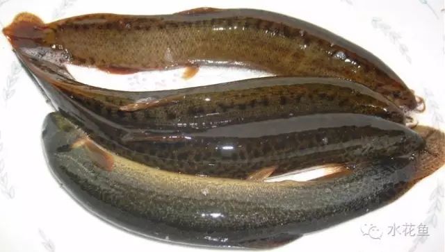 补镁锌硒的药(补硒锌镁的药有什么)-硒宝网