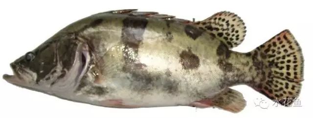 补镁锌硒的药(补硒锌镁的药有什么)-硒宝网