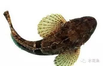 补镁锌硒的药(补硒锌镁的药有什么)-硒宝网