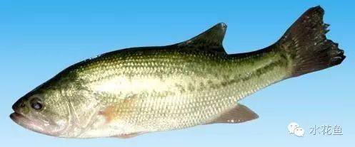 补镁锌硒的药(补硒锌镁的药有什么)-硒宝网