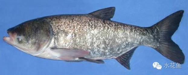 补镁锌硒的药(补硒锌镁的药有什么)-硒宝网