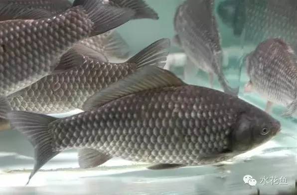 补镁锌硒的药(补硒锌镁的药有什么)-硒宝网