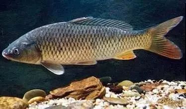 补镁锌硒的药(补硒锌镁的药有什么)-硒宝网