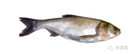 补镁锌硒的药(补硒锌镁的药有什么)-硒宝网