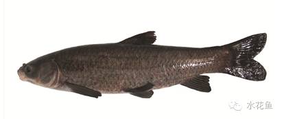 补镁锌硒的药(补硒锌镁的药有什么)-硒宝网