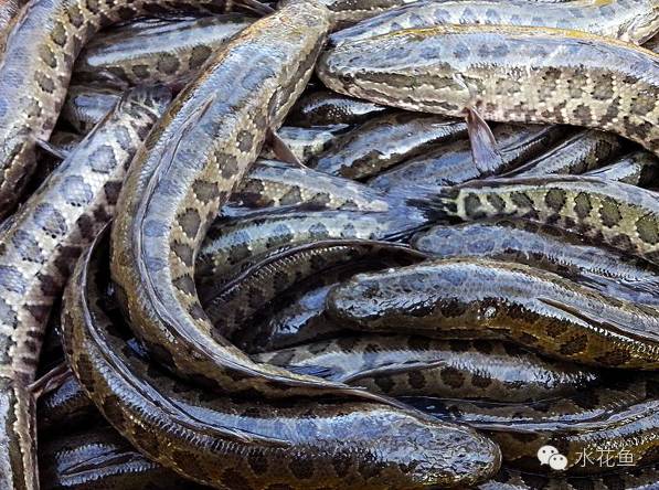 补镁锌硒的药(补硒锌镁的药有什么)-硒宝网