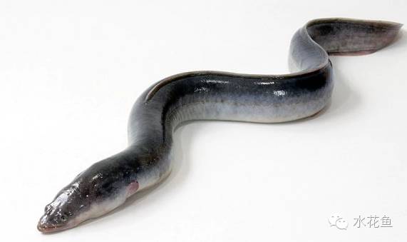 补镁锌硒的药(补硒锌镁的药有什么)-硒宝网