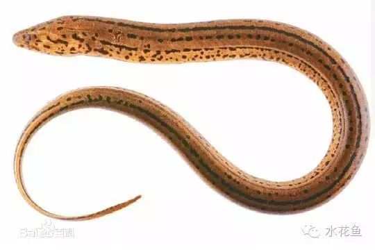 补镁锌硒的药(补硒锌镁的药有什么)-硒宝网